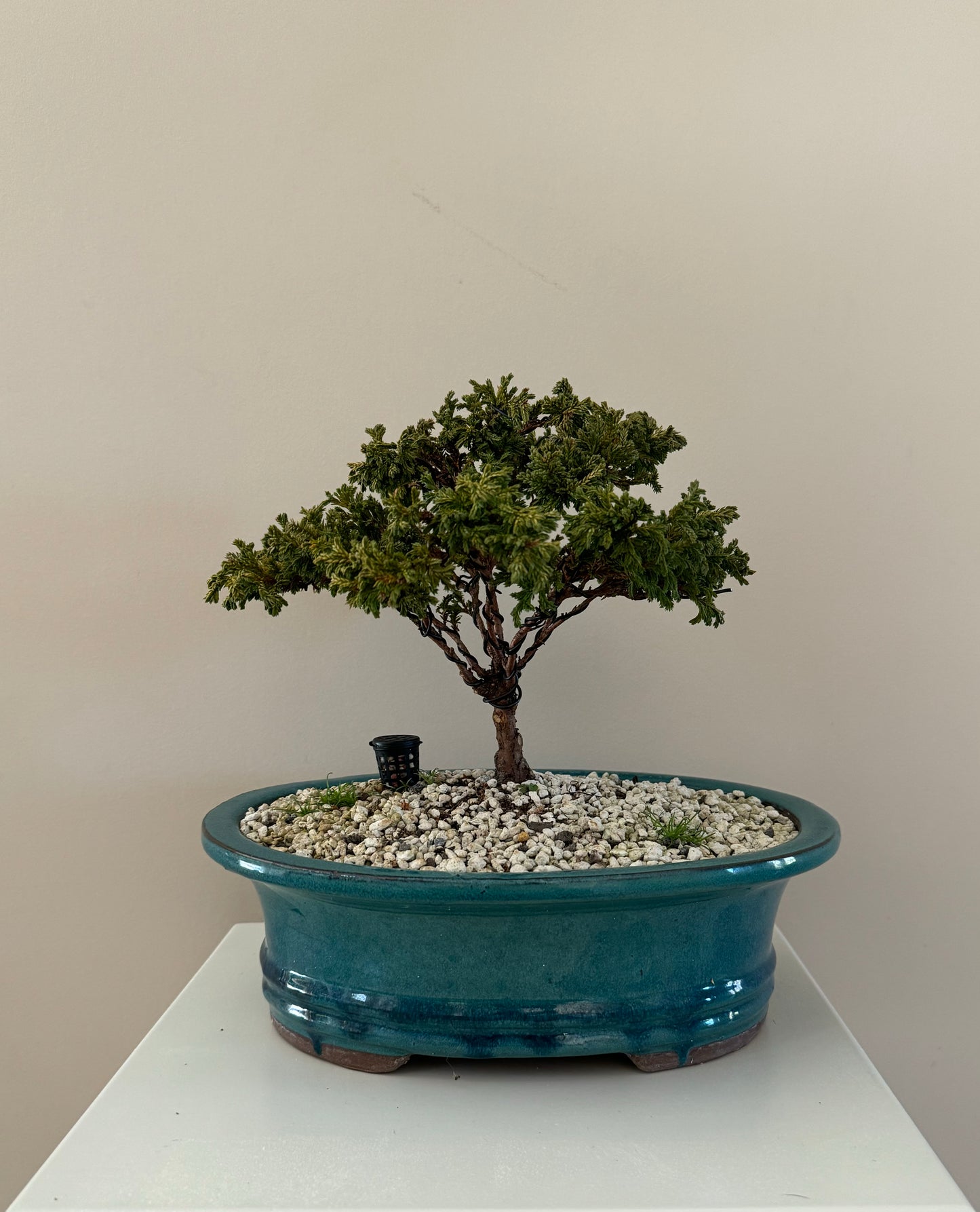 Sawara Cypress Bonsai 4