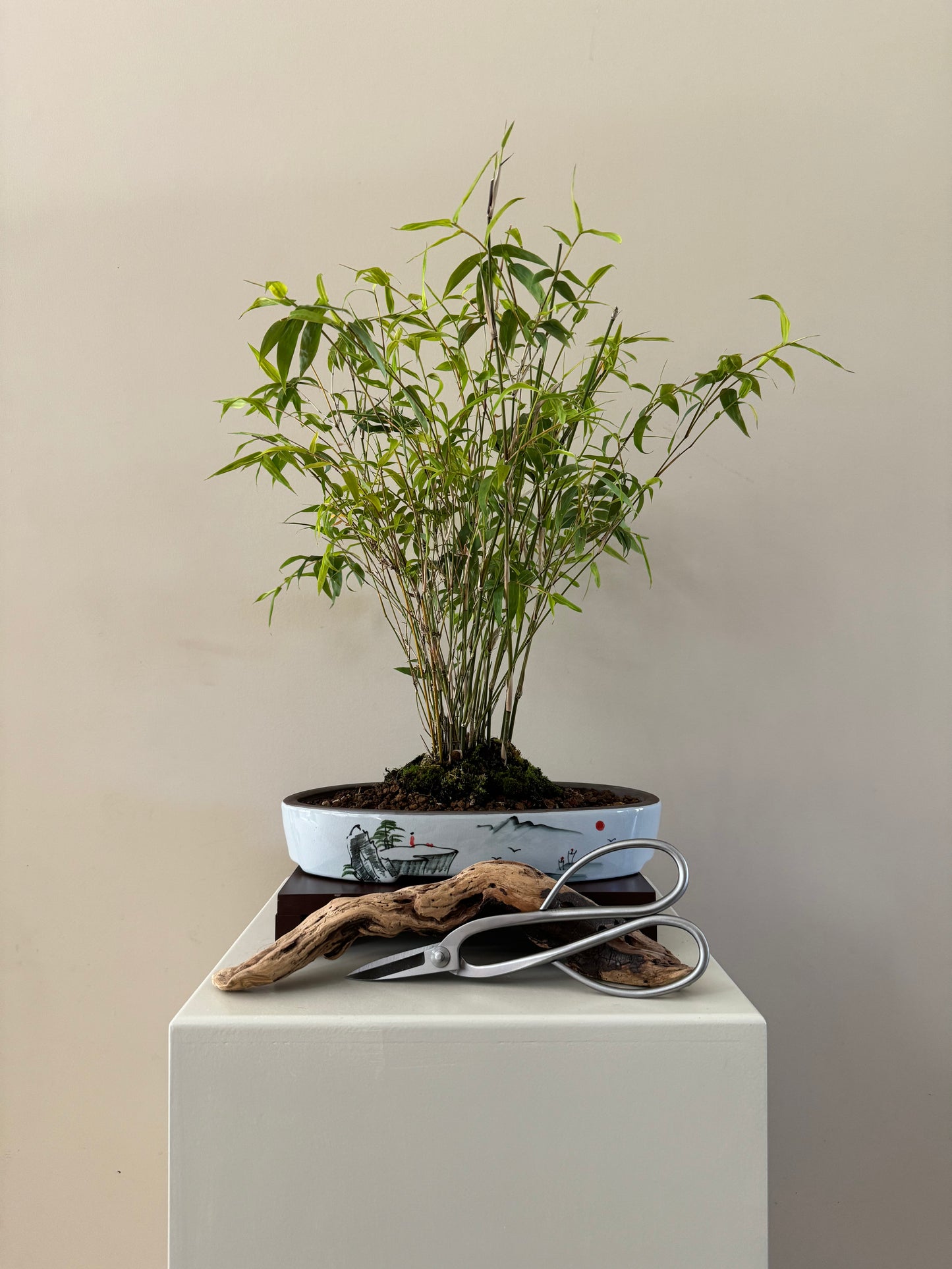 Bamboo Bonsai