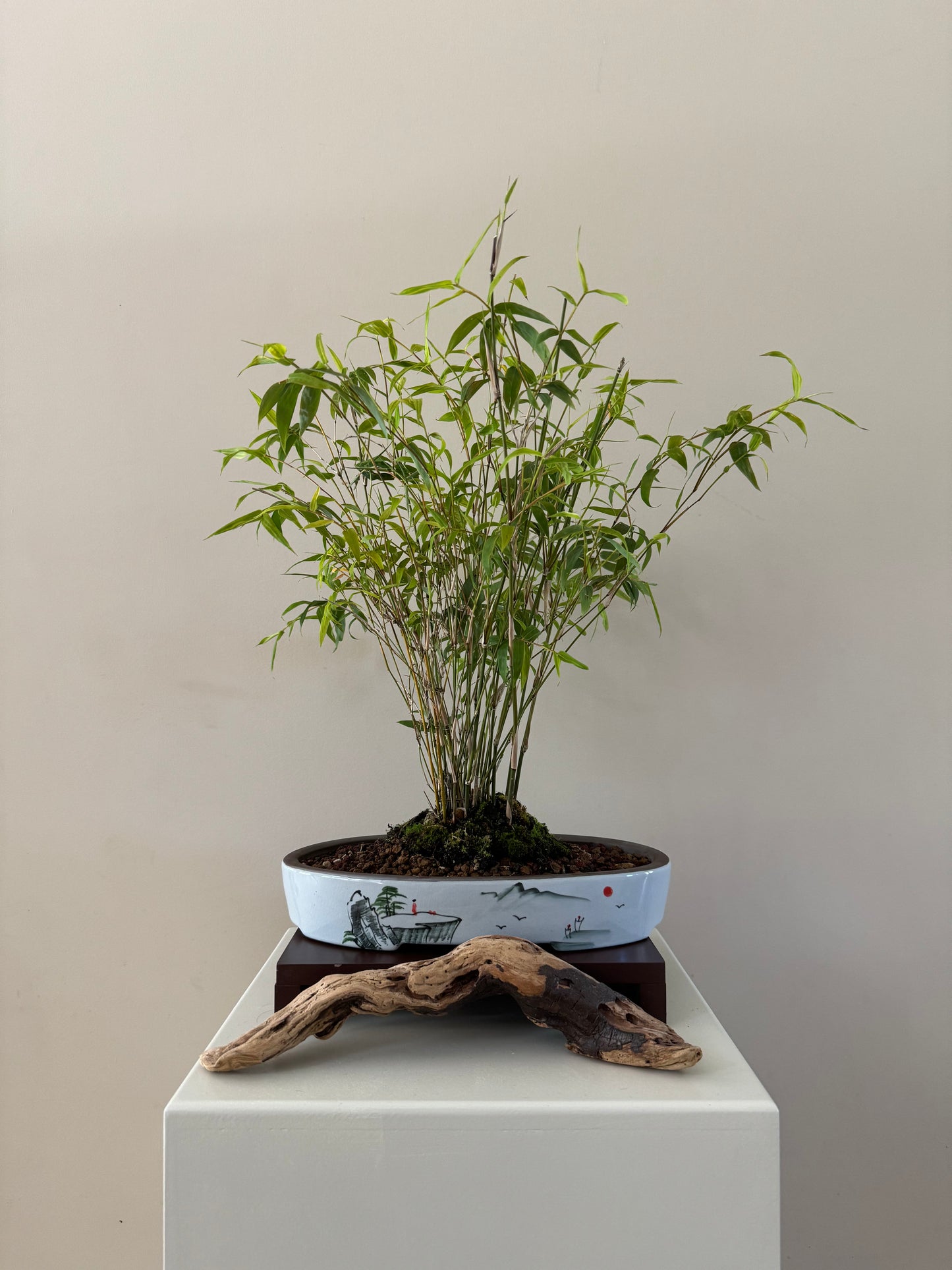 Bamboo Bonsai