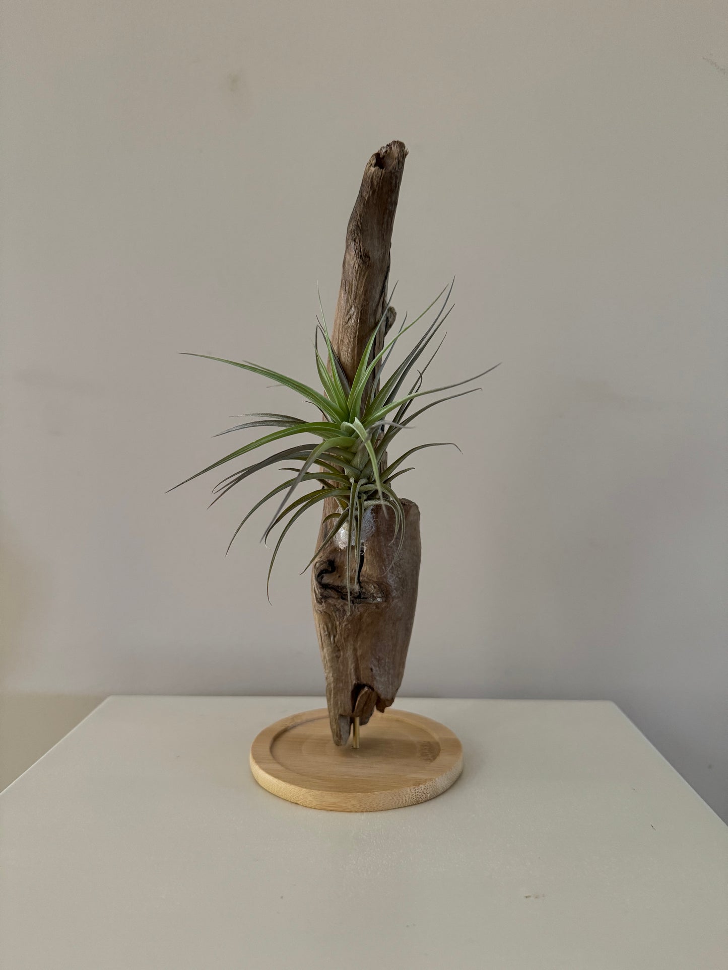 Airplant and drift wood