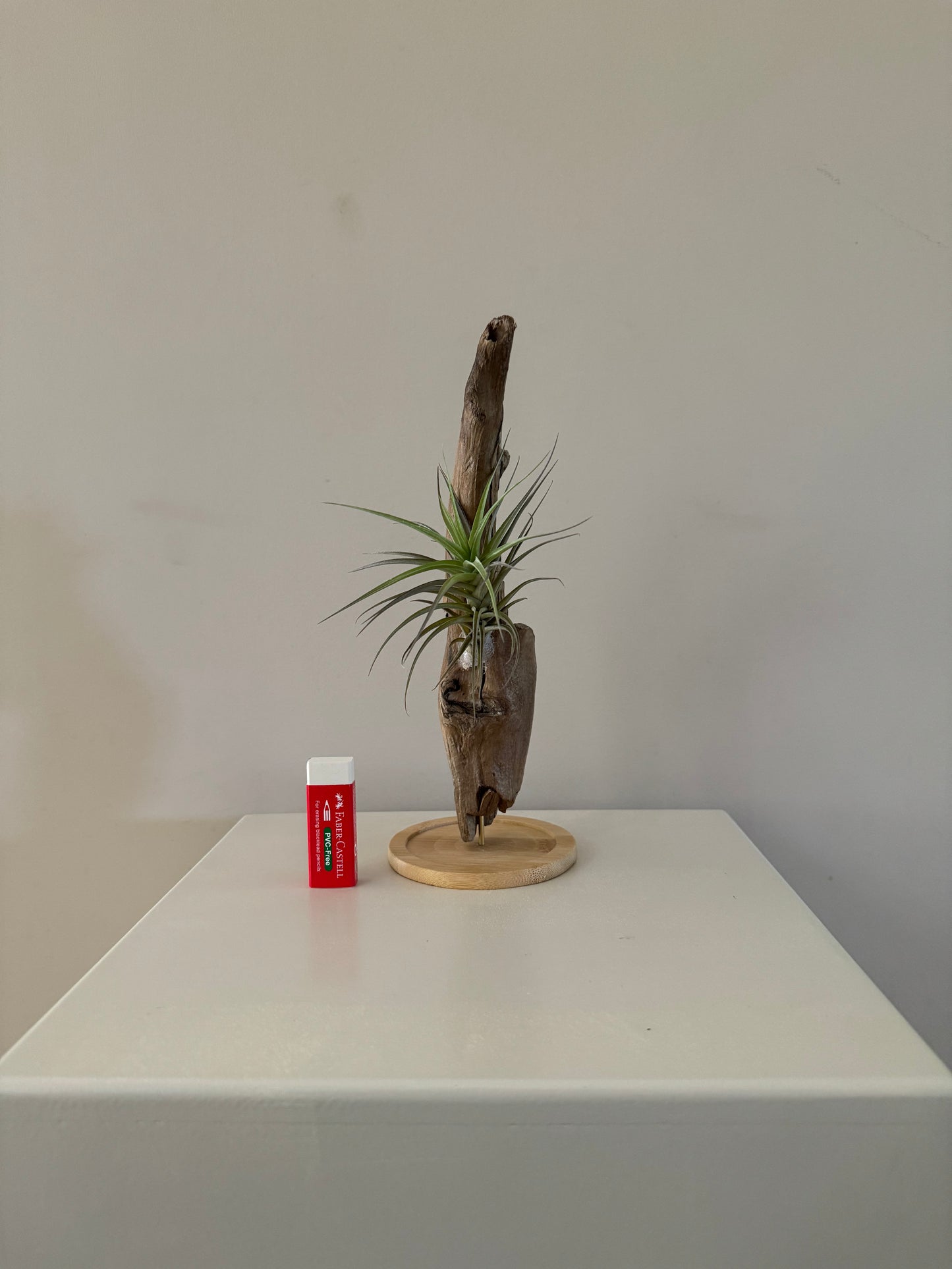 Airplant and drift wood