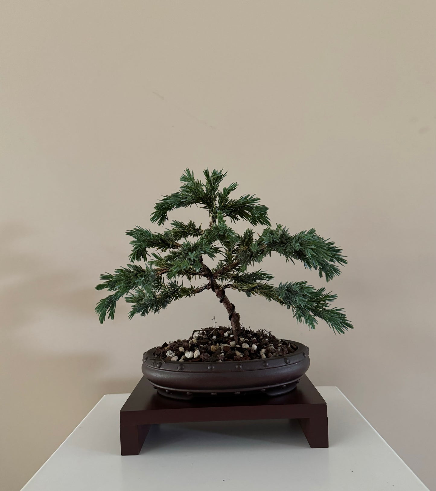 Juniperus Squamata Blue Star
