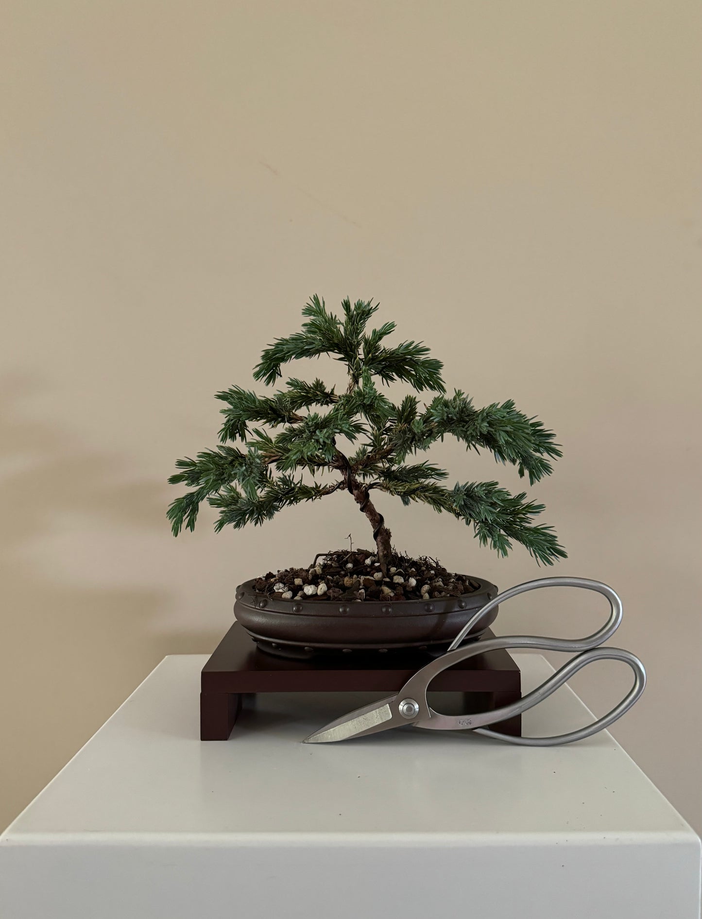 Juniperus Squamata Blue Star