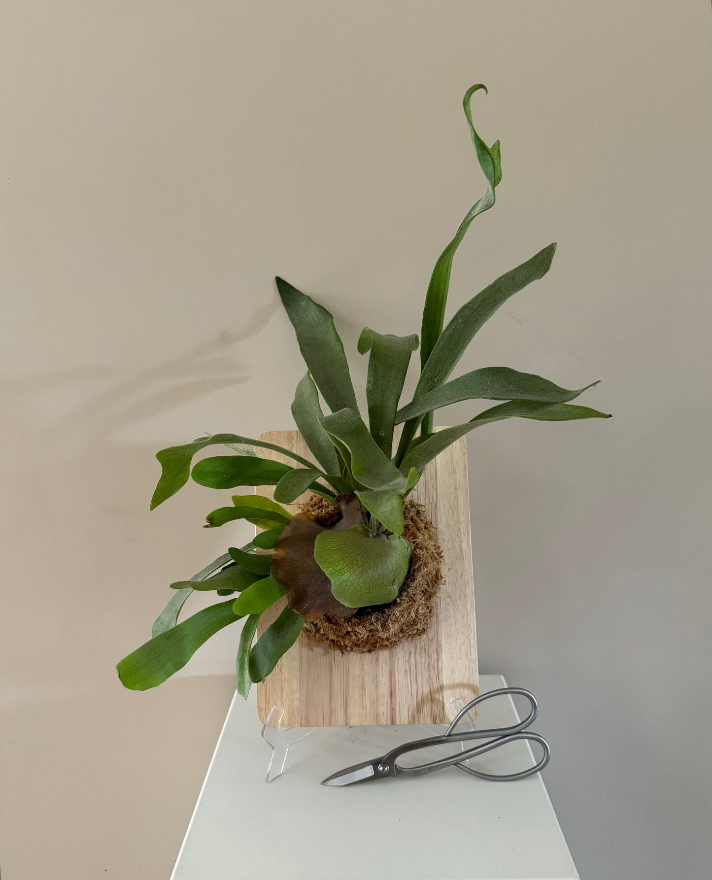 Board Mounted Staghorn (Large) in Kokedama Style #L1