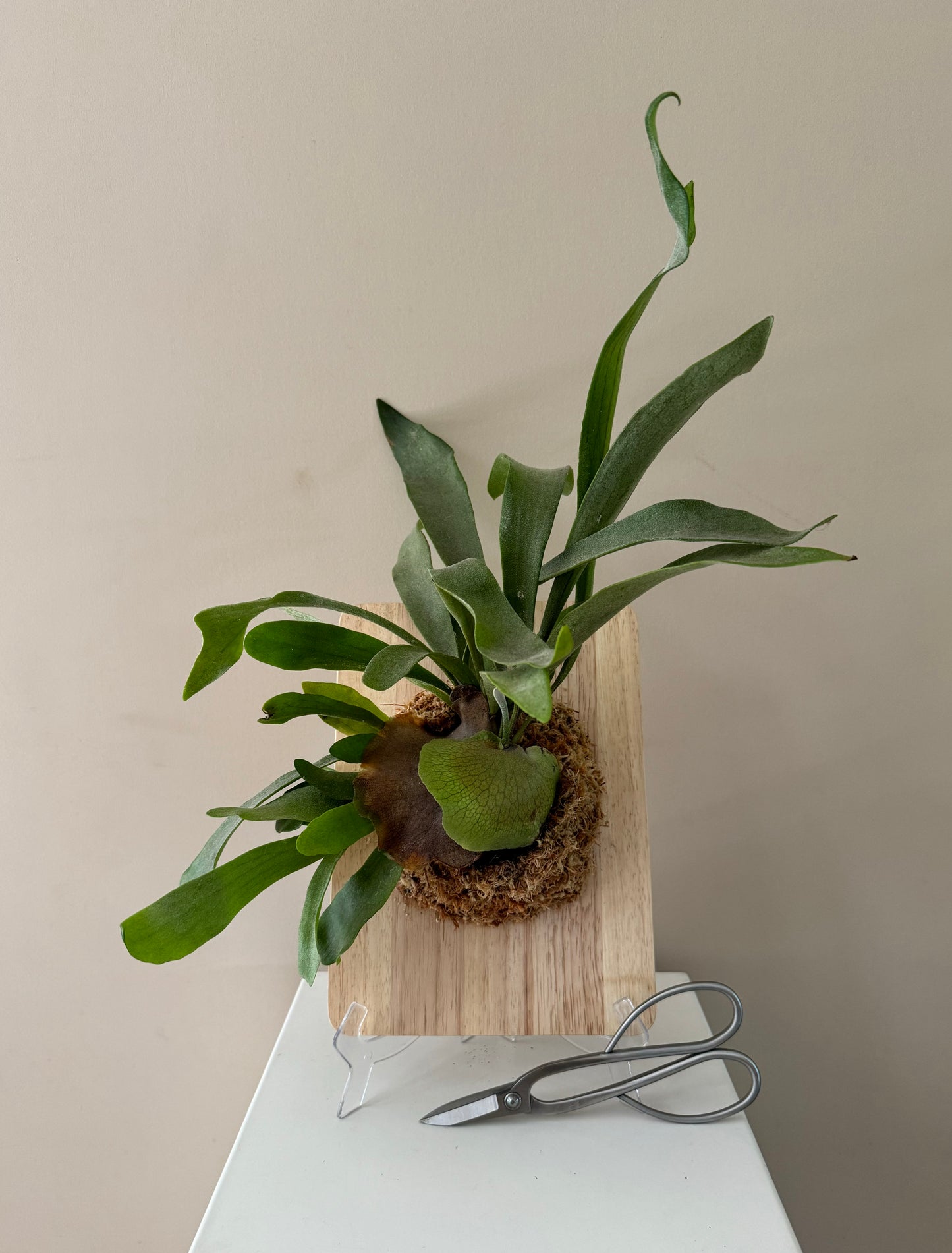 Board Mounted Staghorn (Large) in Kokedama Style #L1