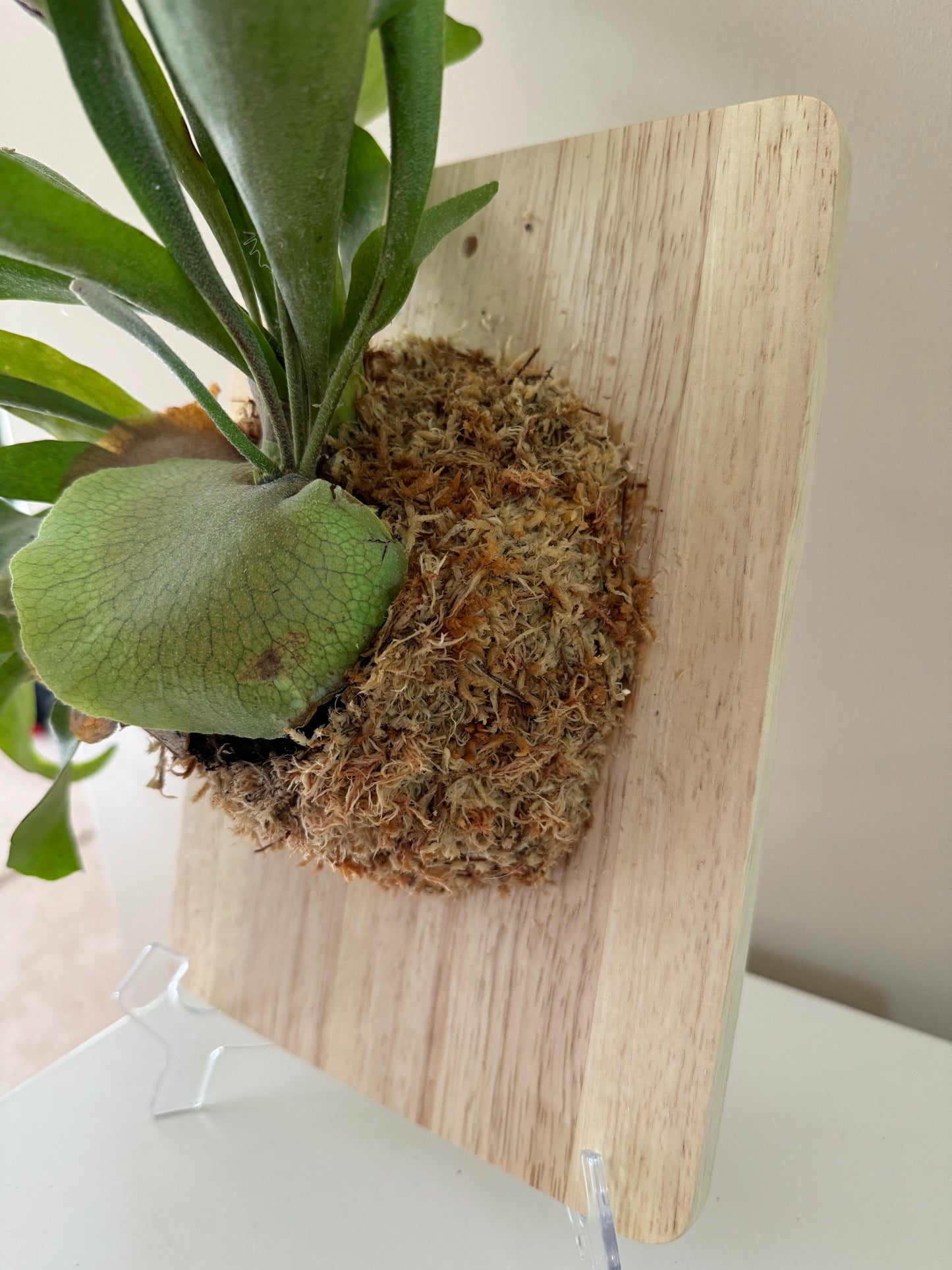 Board Mounted Staghorn (Large) in Kokedama Style #L1
