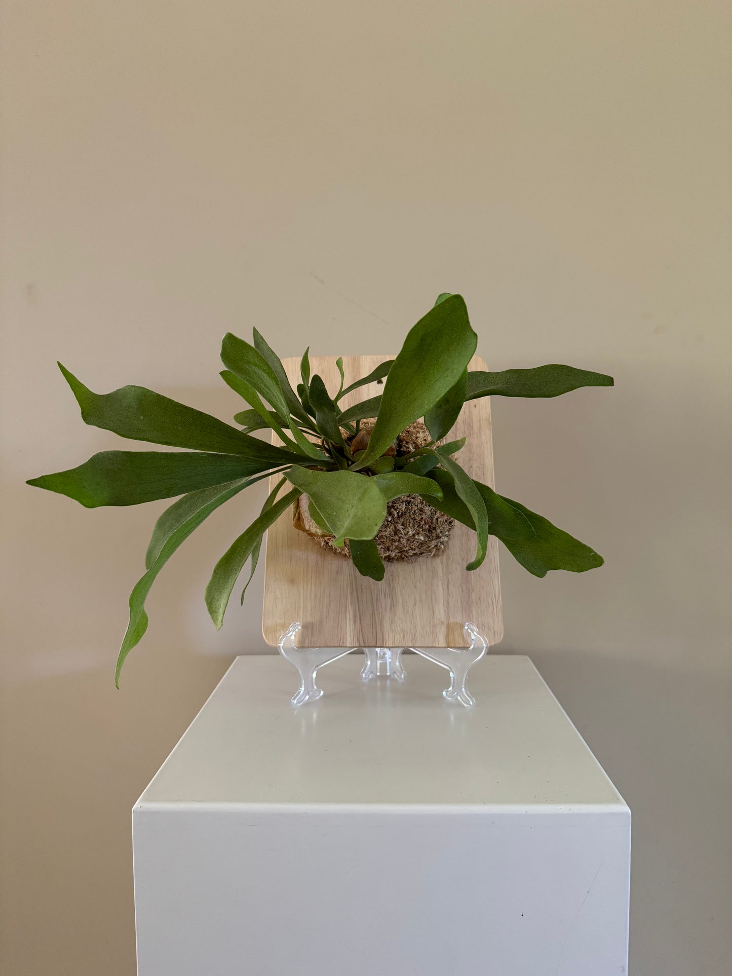 Board Mounted Staghorn (Large) in Kokedama Style #L2
