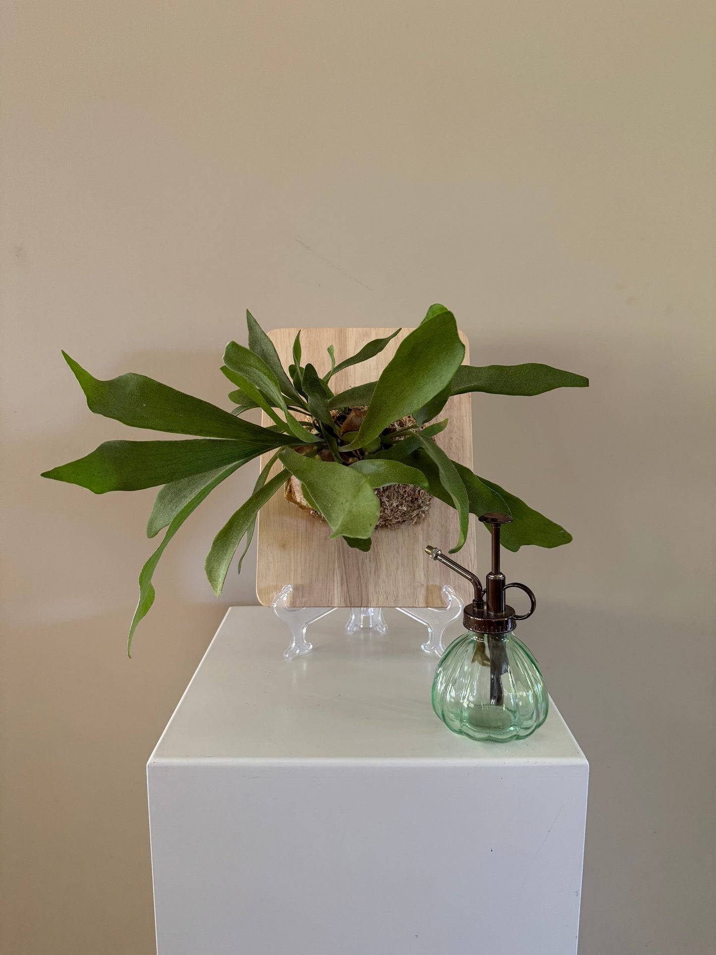 Board Mounted Staghorn (Large) in Kokedama Style #L2
