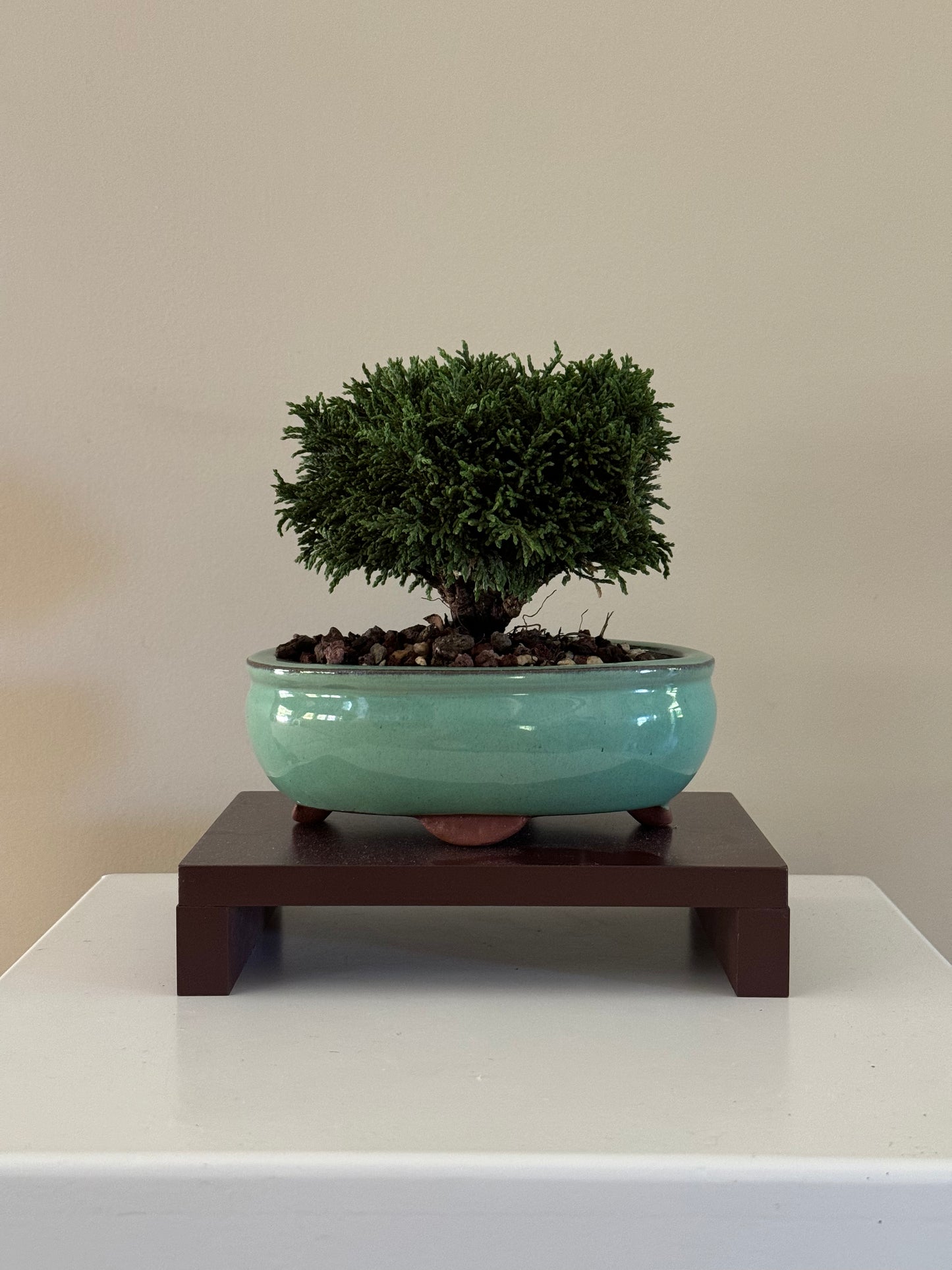 Lawson Cypress Bonsai 3