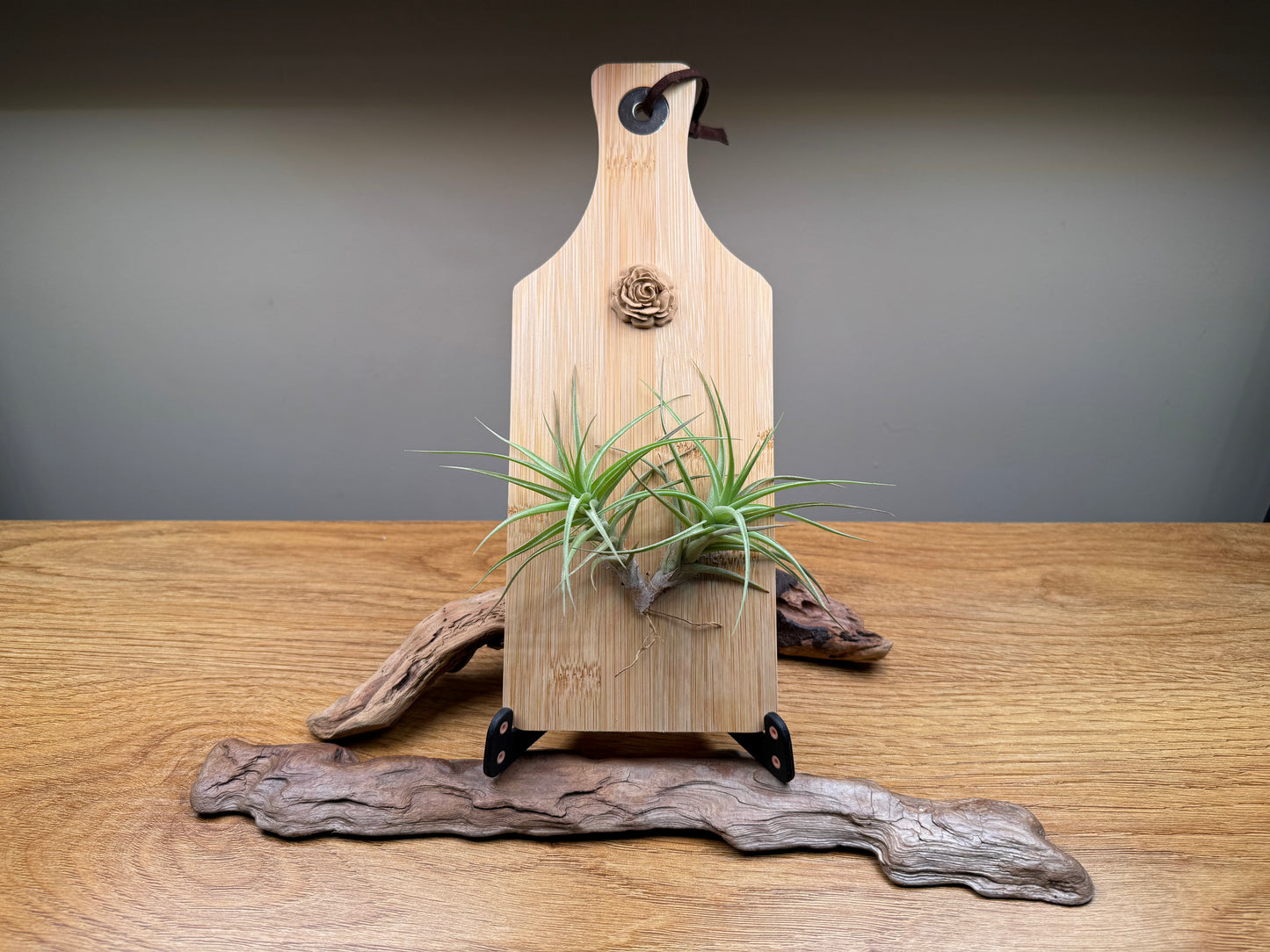 Airplant and rosette