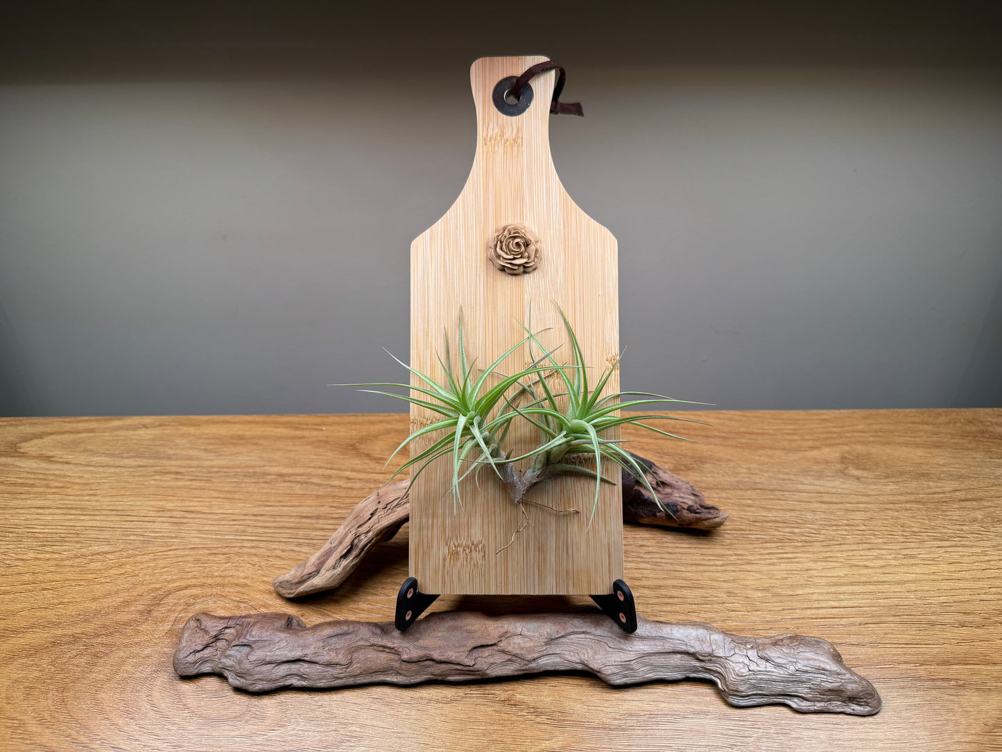 Airplant and rosette