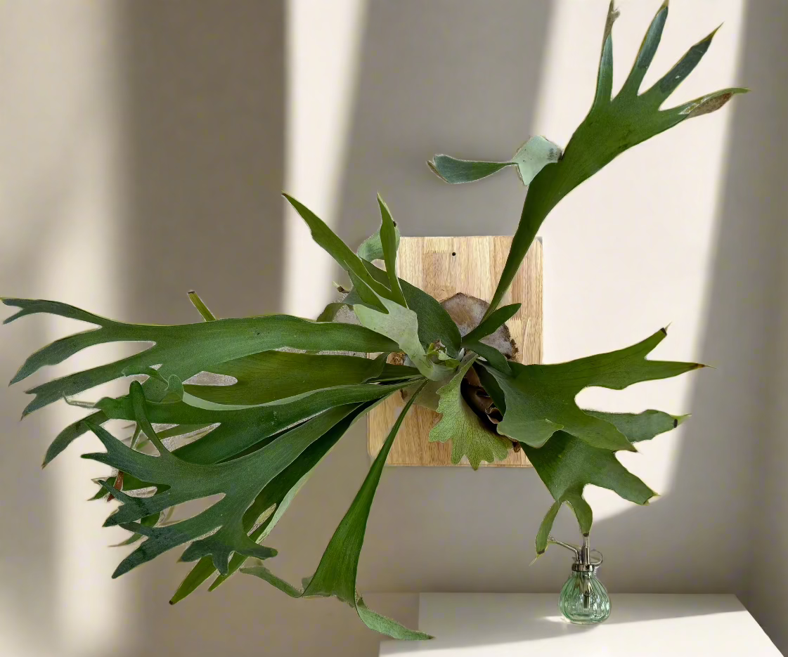 XL Board Mounted Staghorn (Huge) in Kokedama Style #XL1