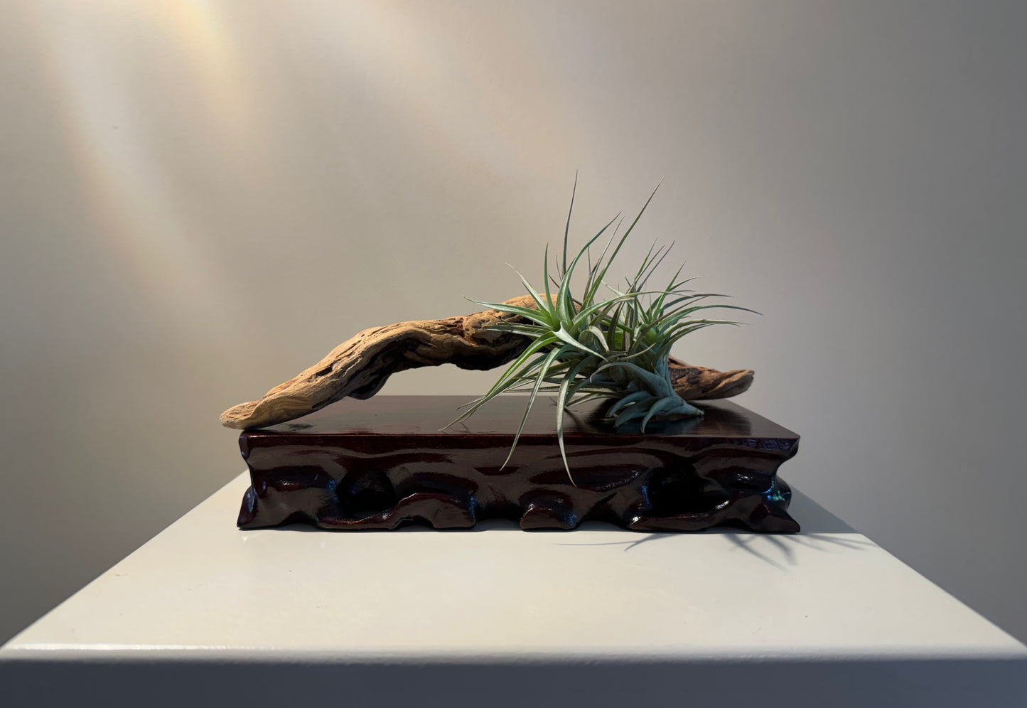 Driftwood and Airplant in Repose