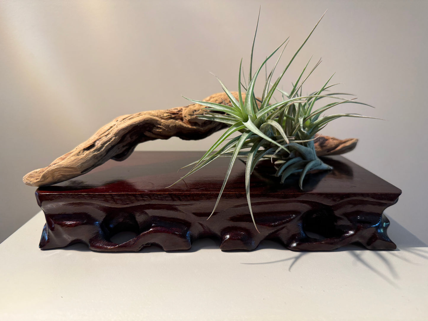 Driftwood and Airplant in Repose