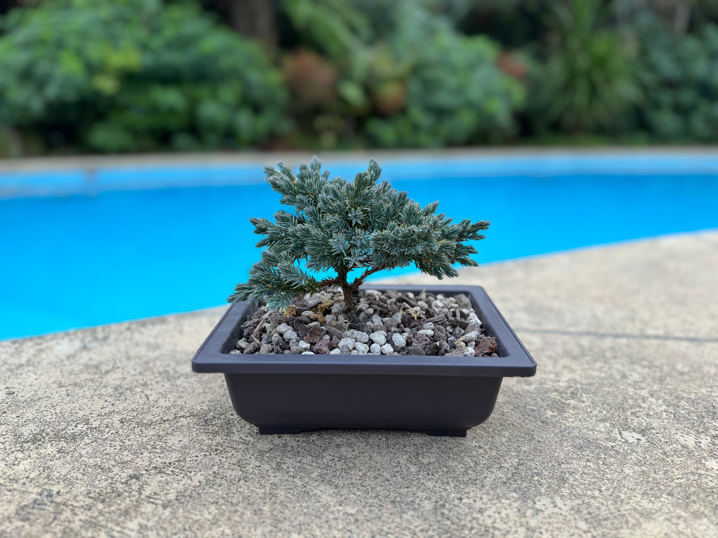Bonsai Blue Star
