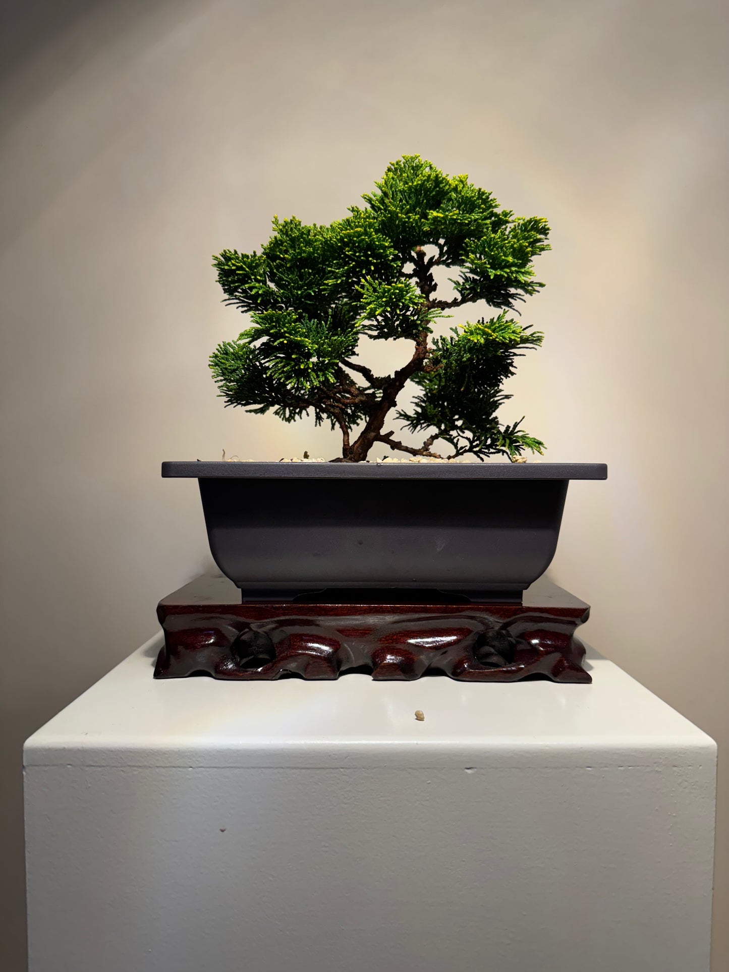 Hinoki Cypres Bonsai