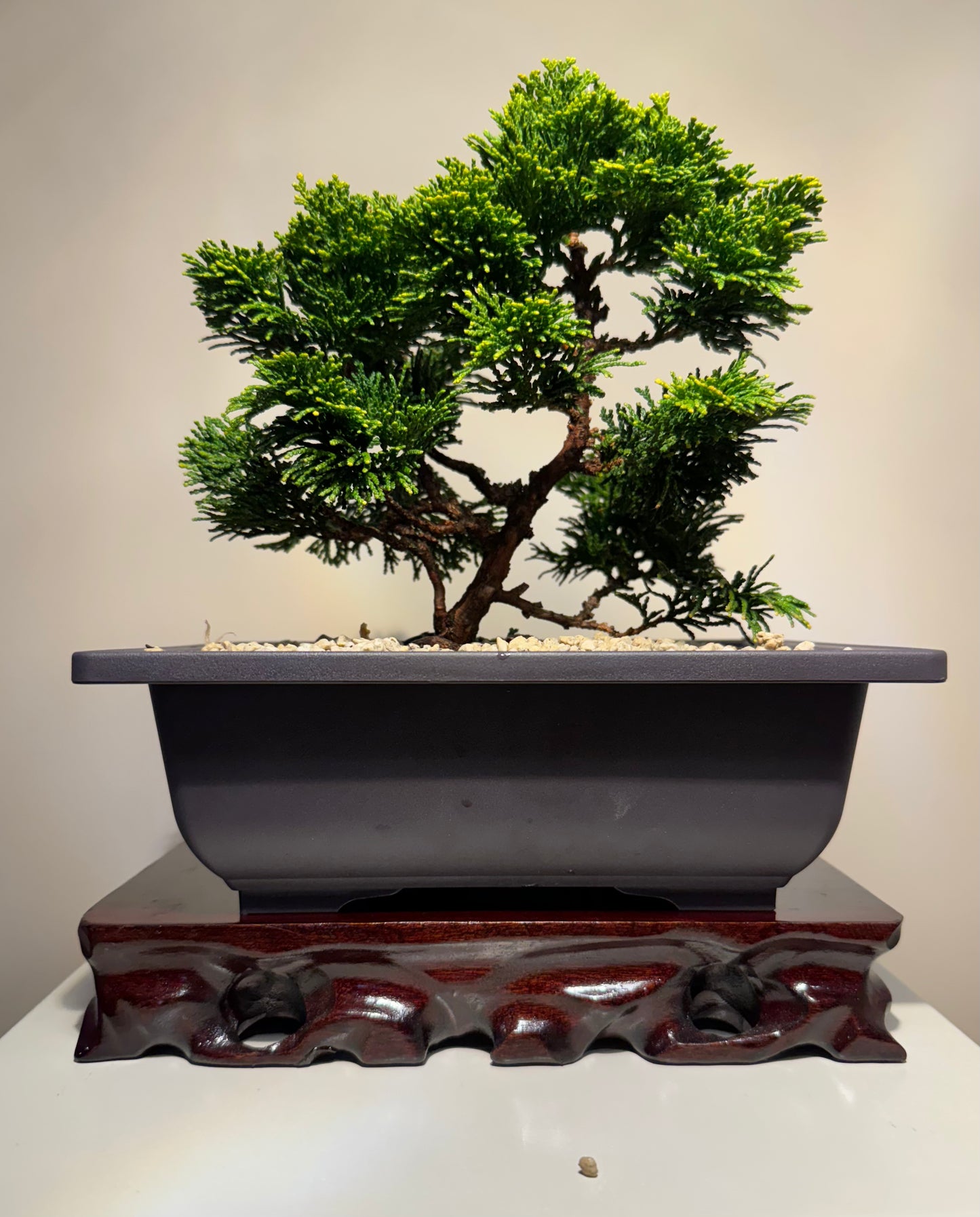 Hinoki Cypres Bonsai