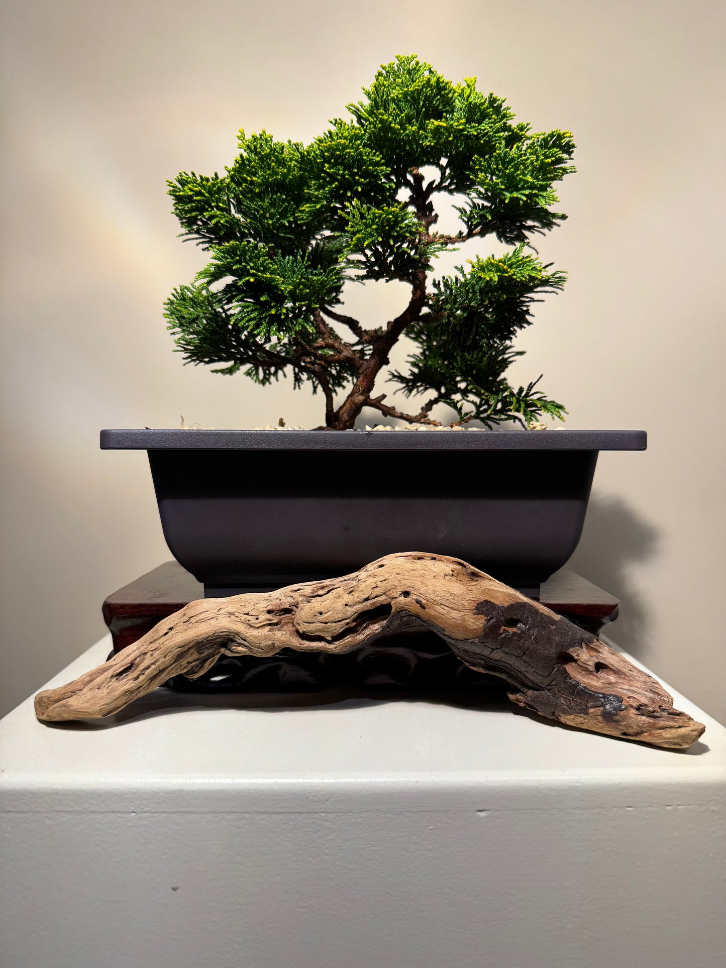 Hinoki Cypres Bonsai