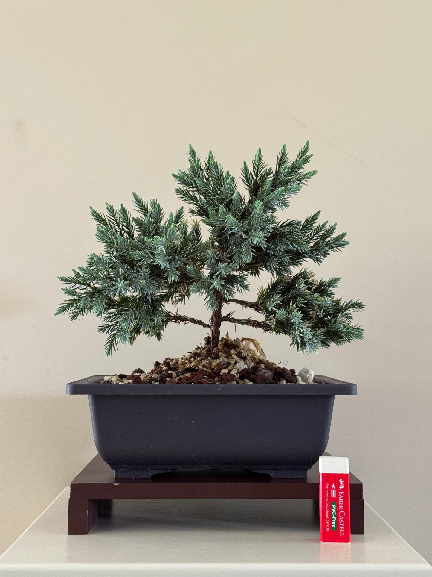 Juneperius Blue Star 1 bonsai