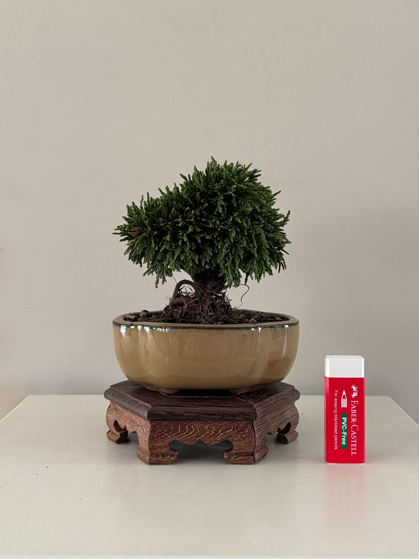 Chaemaeparus Lawson Green Globe bonsai