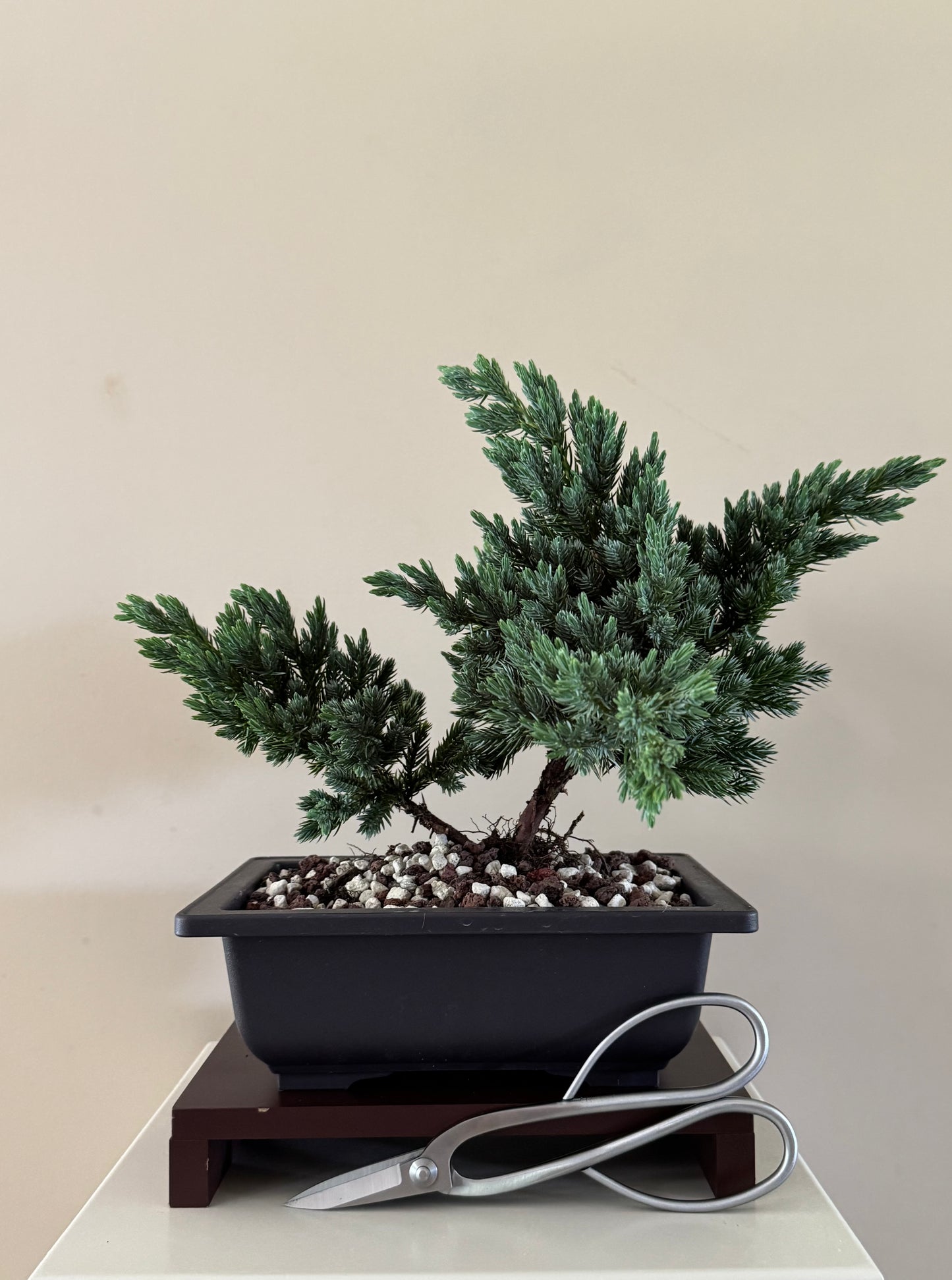 Juneperus Blue Star 3 bonsai