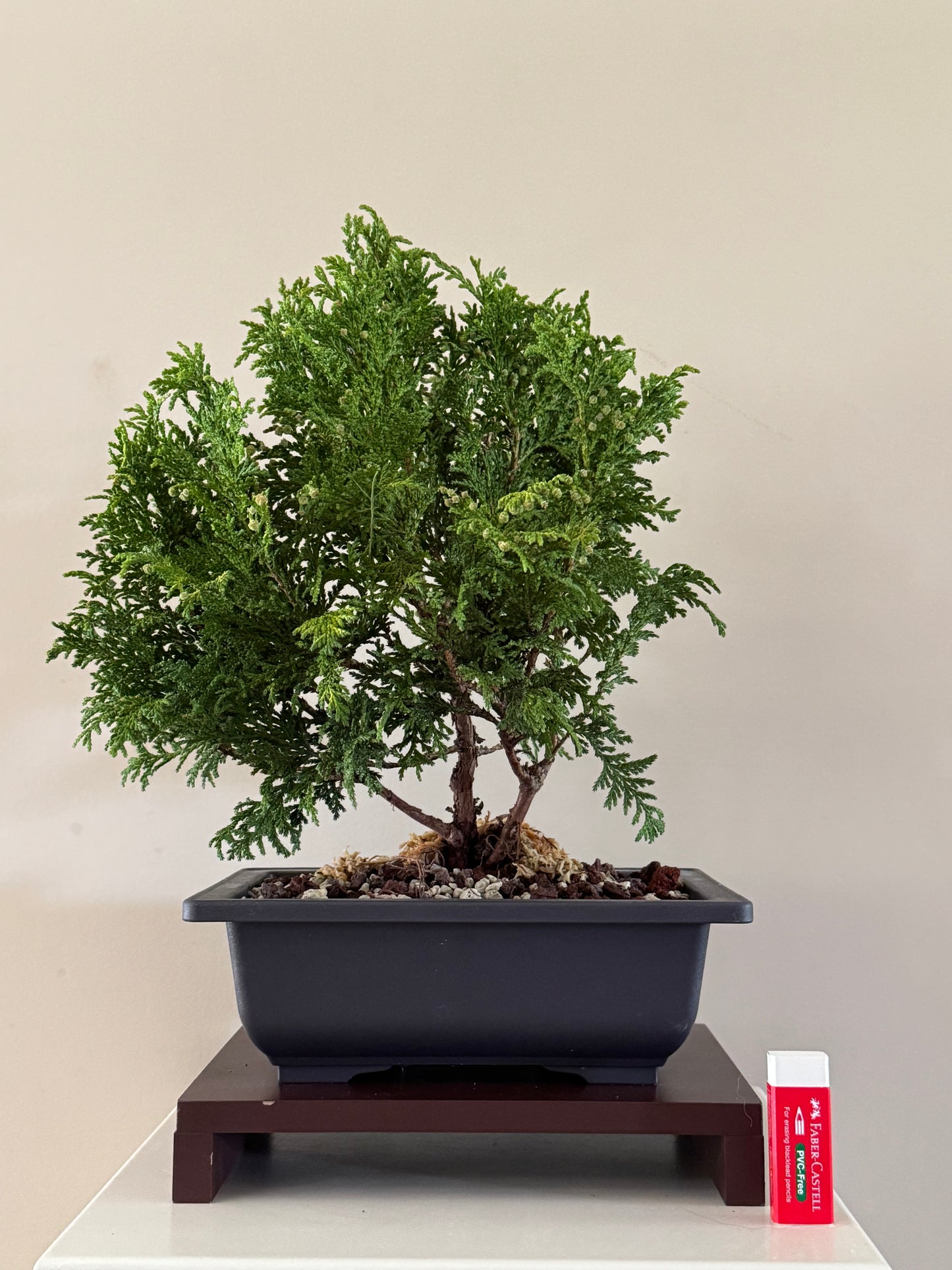 Chamaecyparis Pisifera Nana Bonsai