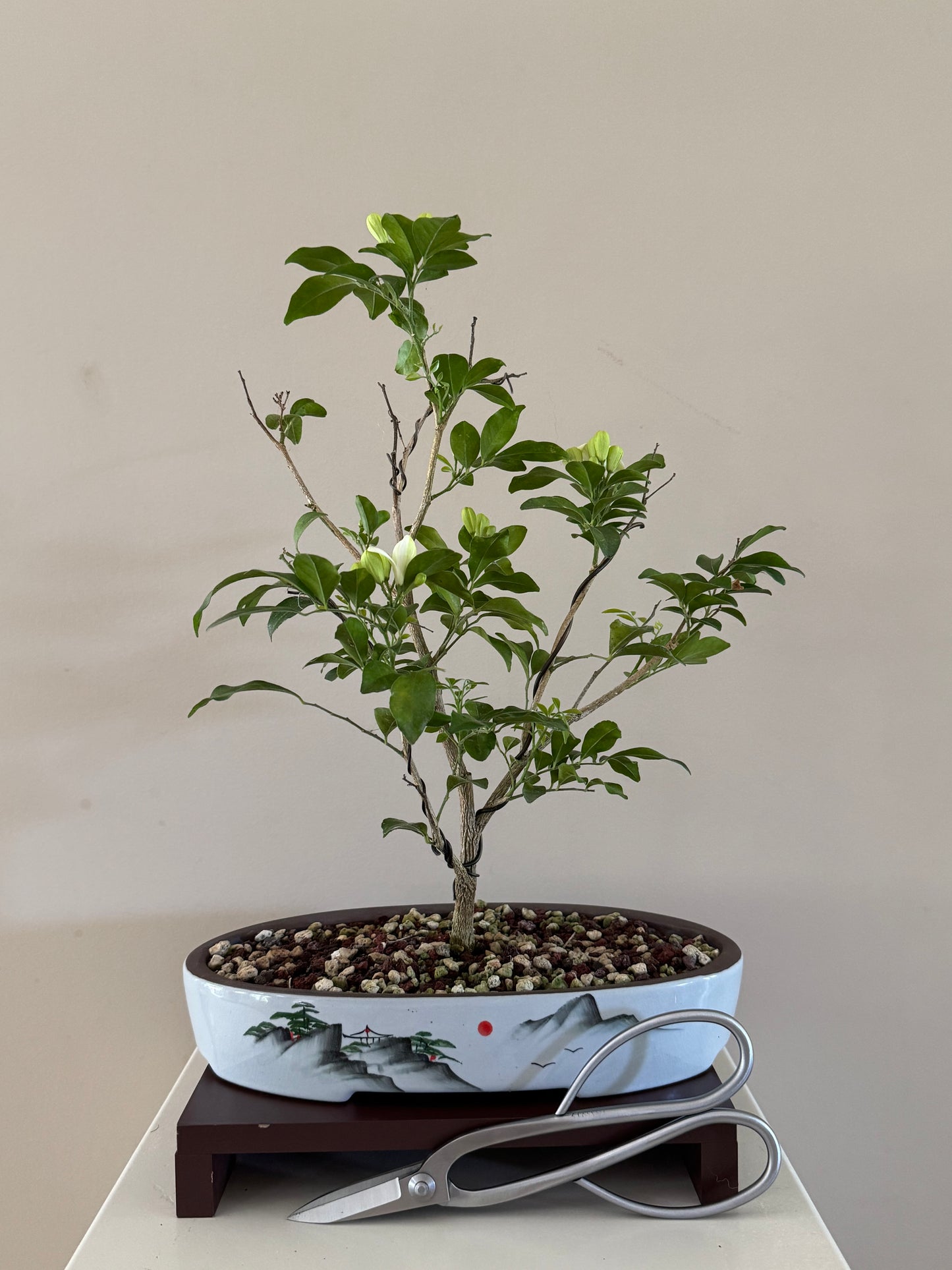 Murraya Paniculata Orange Jasmine Bonsai