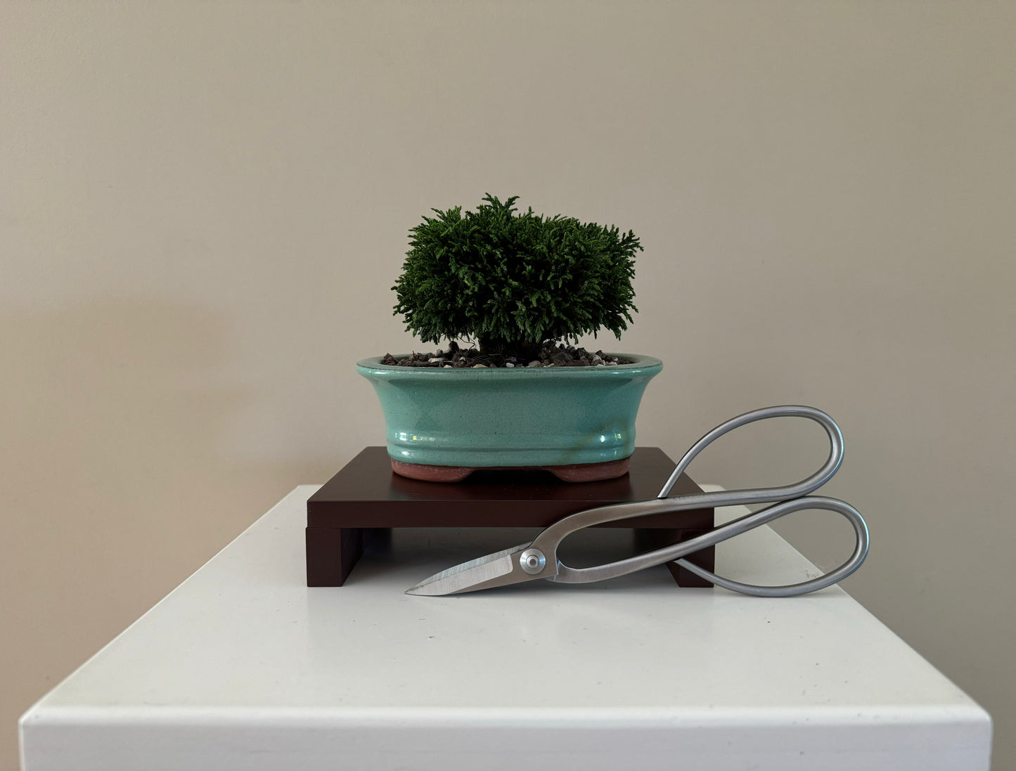 Small Lawson Cypress Bonsai plant with soft green foliage, perfect for indoor environments