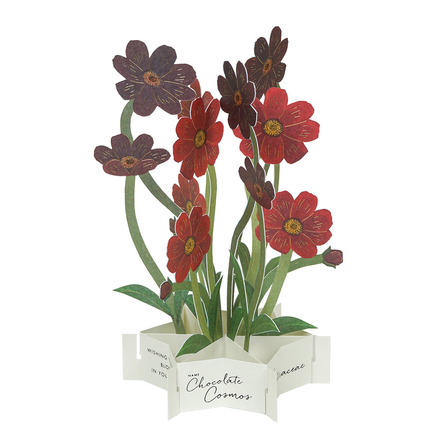 chocolate cosmos pop up greeting card nz