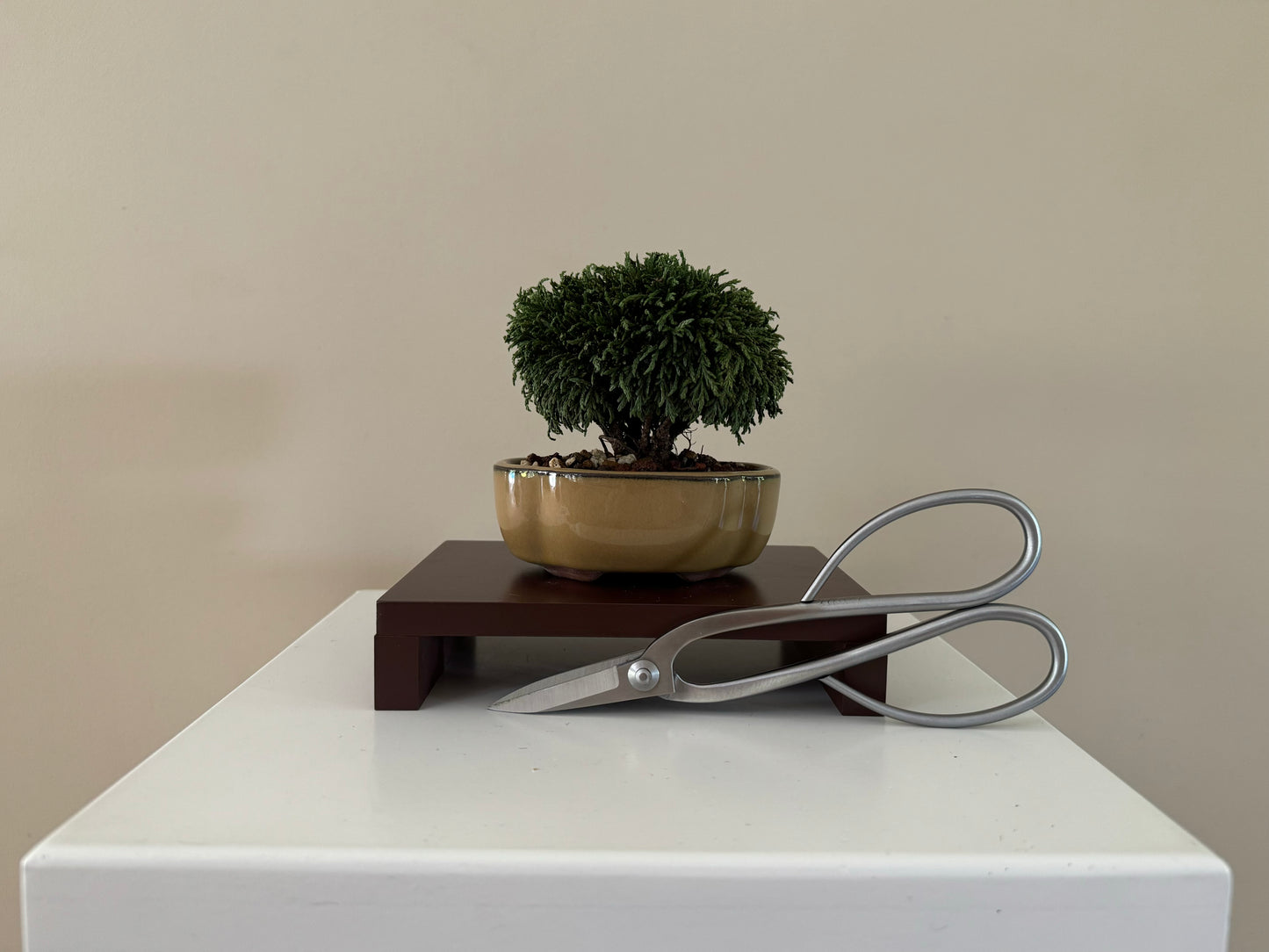 lawson bonsai cypress nz