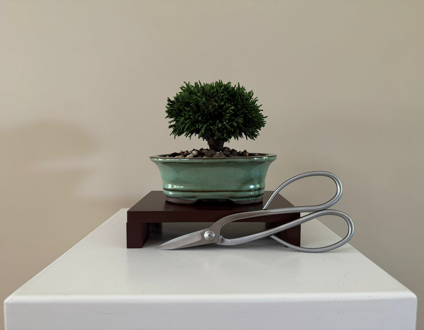 Small Lawson Cypress Bonsai in a decorative pot, ready to be displayed