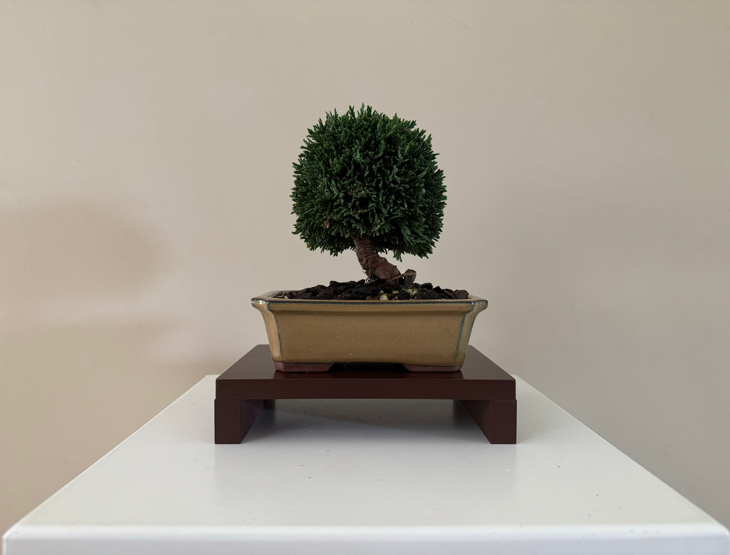 Beautiful small Lawson Cypress Bonsai available for sale, ideal for home or office
