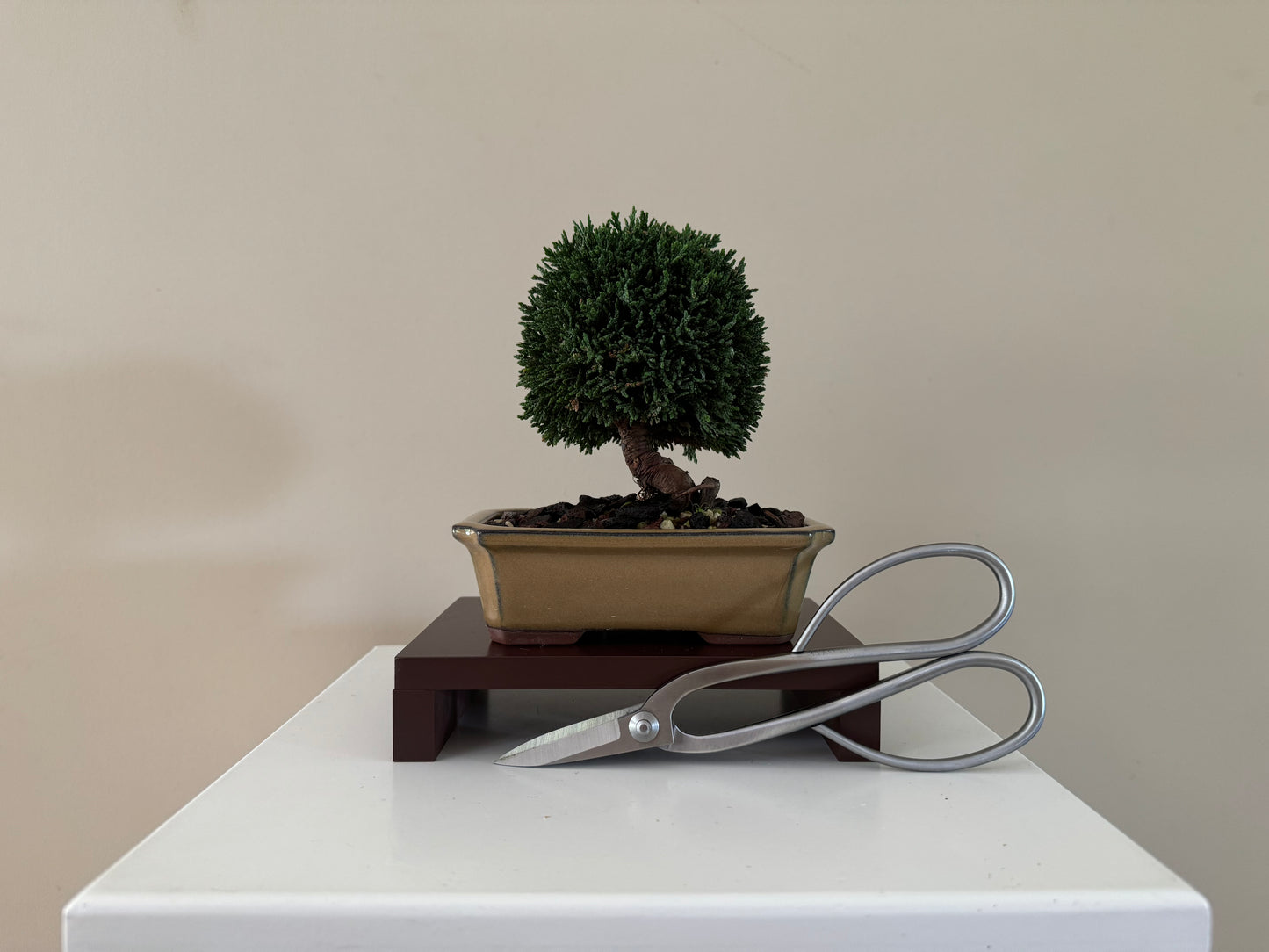 Miniature Lawson Cypress Bonsai, perfect for small spaces and bonsai enthusiasts