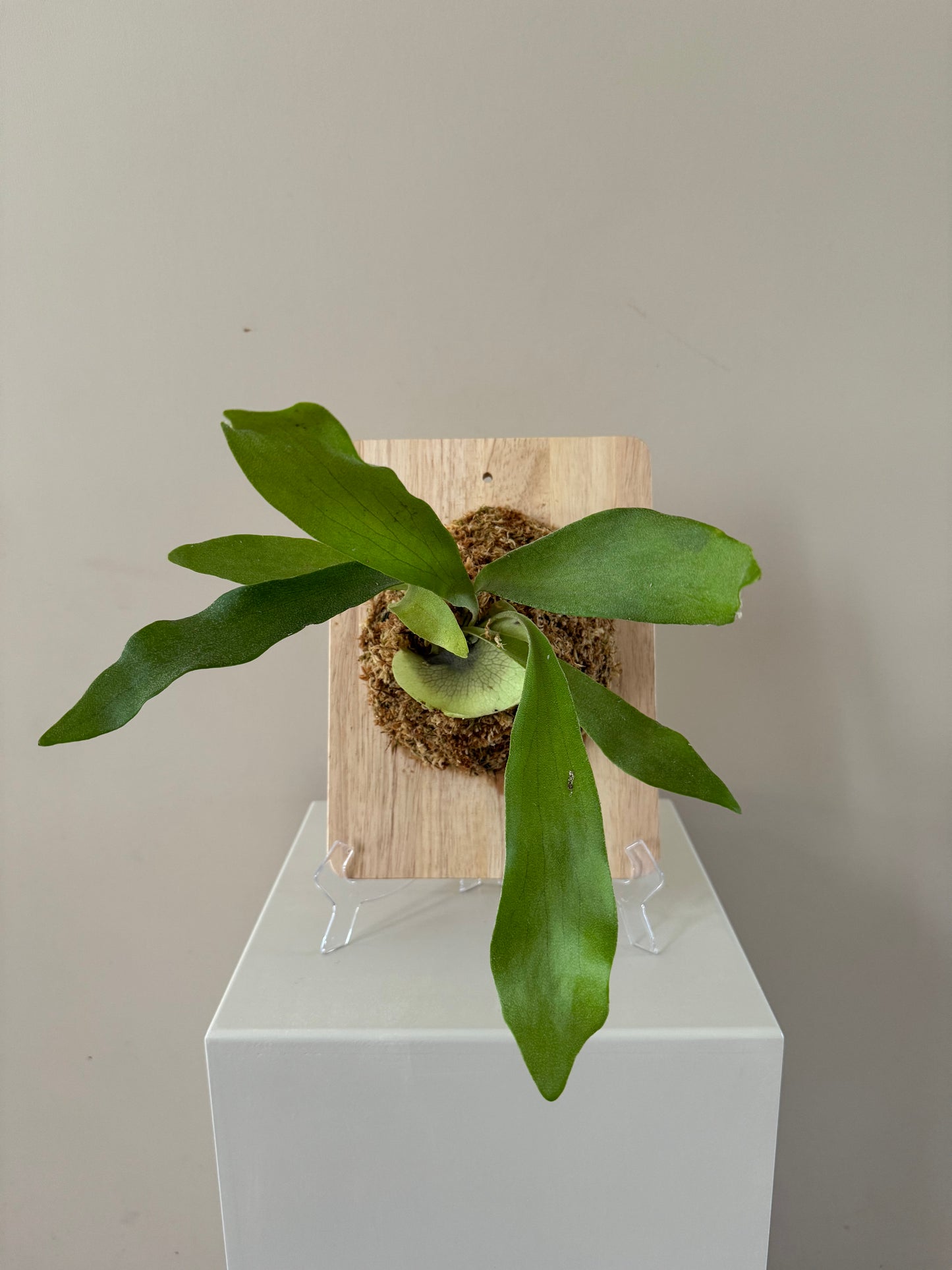 Mounted Staghorn on board