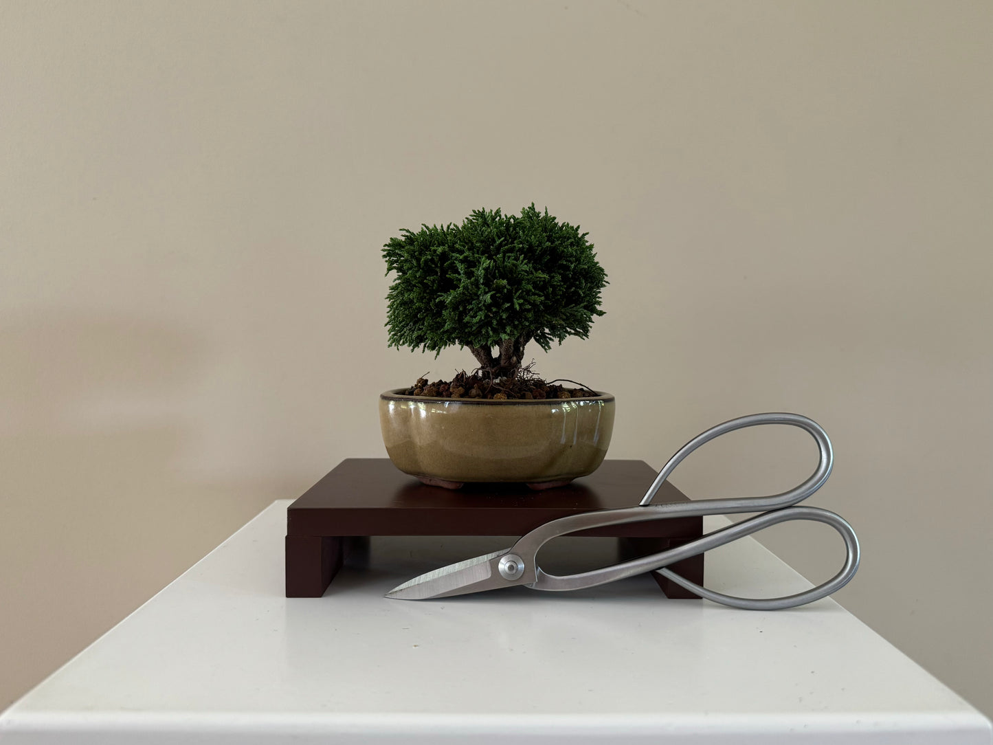 Small Lawson Cypress Bonsai placed in a serene garden setting