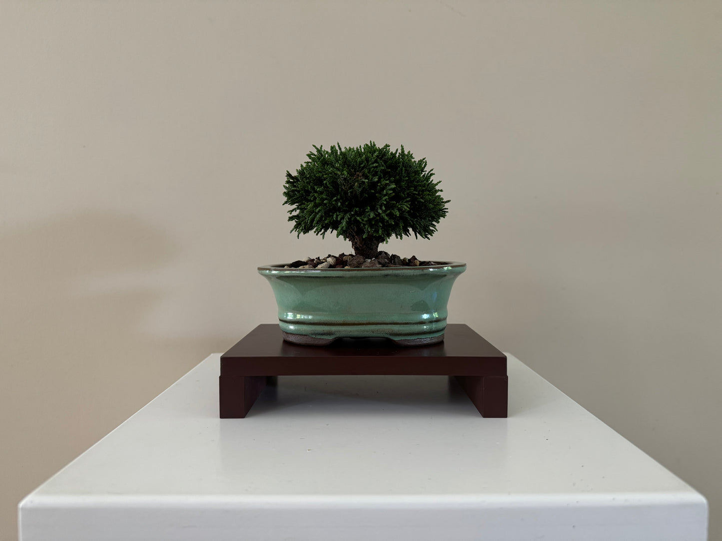 Second angle of a small Lawson Cypress Bonsai, featuring its natural, dense foliage