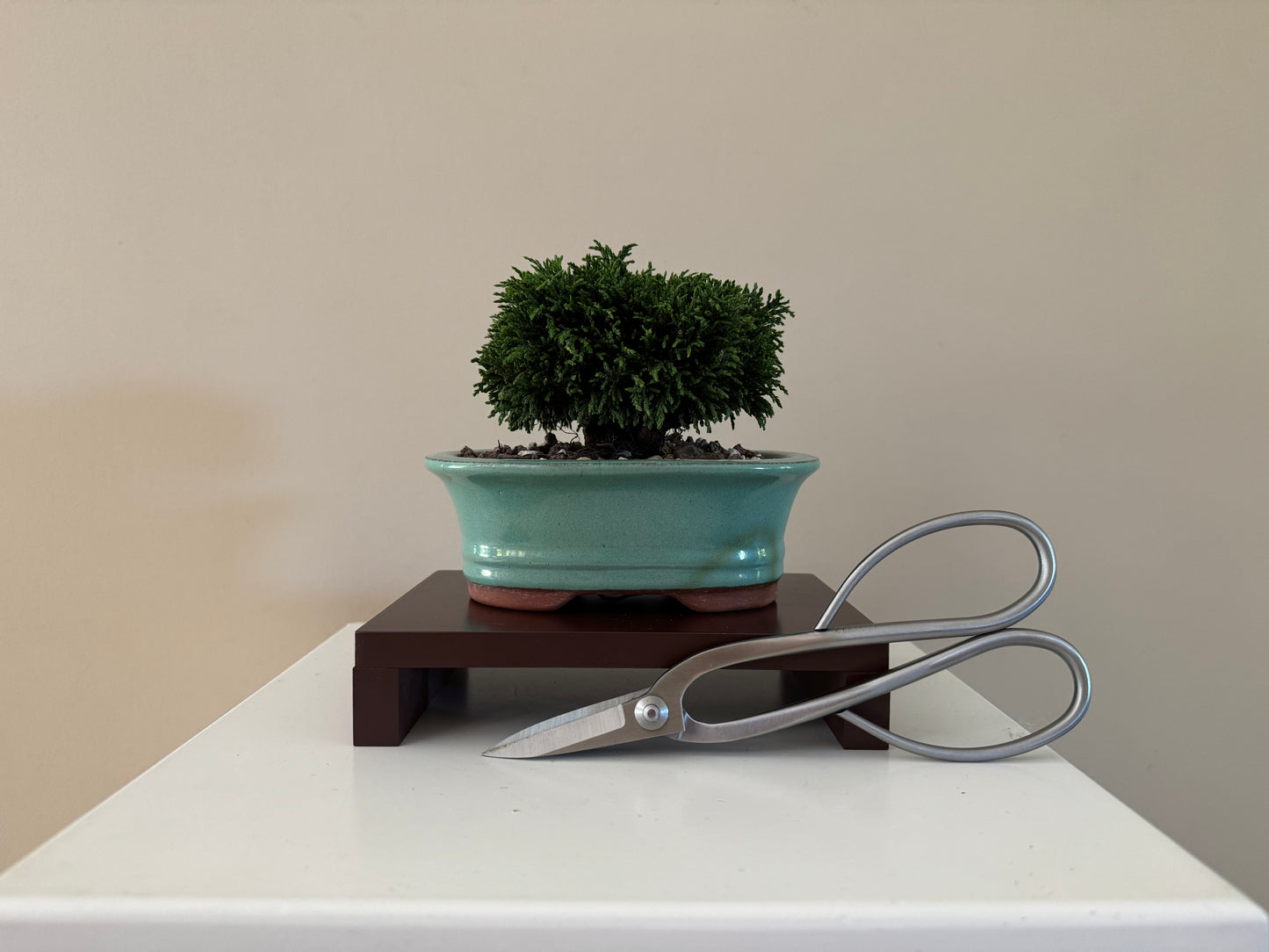 Detailed image of a small Lawson Cypress Bonsai, highlighting its rich green needles
