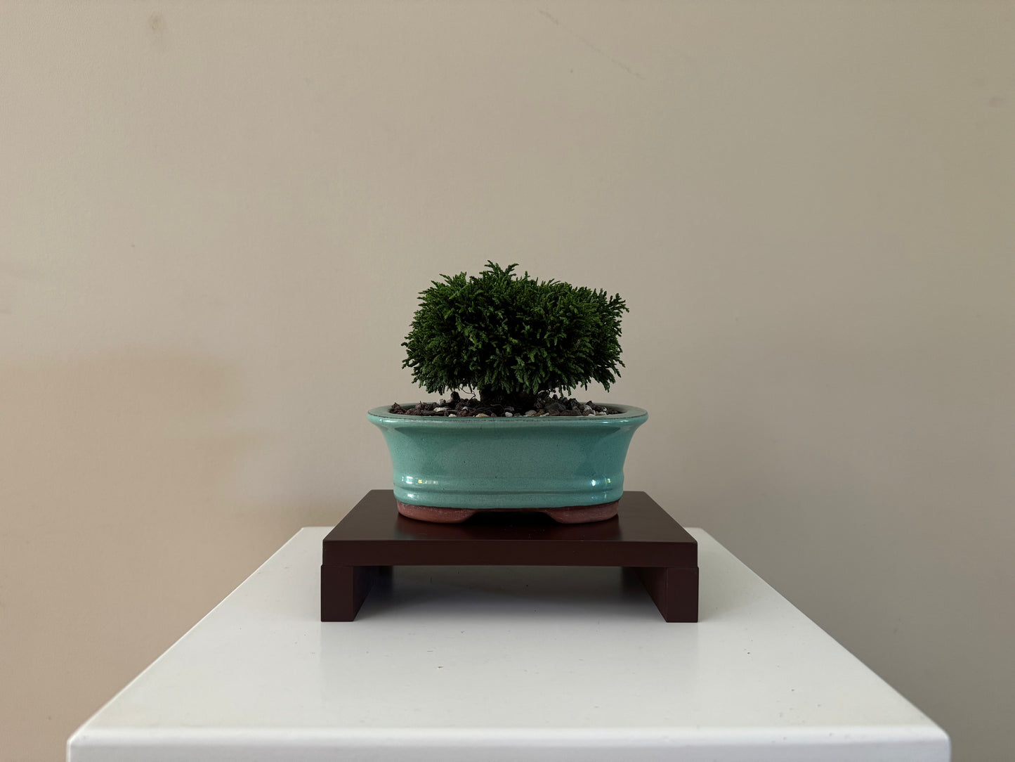 Small Lawson Cypress Bonsai basking in sunlight, a perfect addition to any bonsai collection