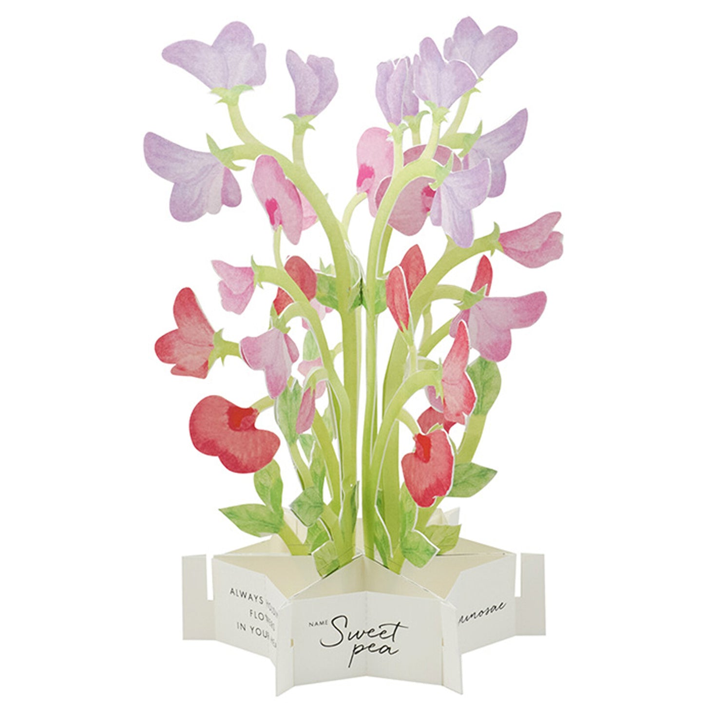 sweet pea pop up greeting card ns