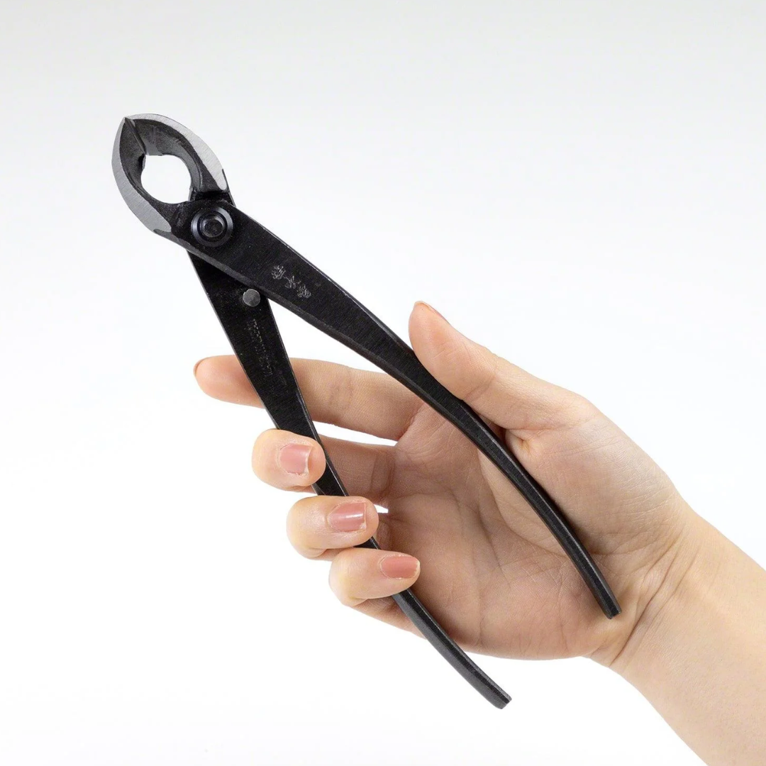 Hand holding a Wazakura concave branch cutter for bonsai pruning