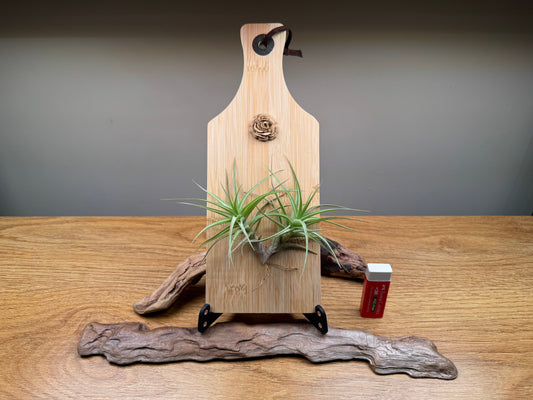 How to Care for your Airplant