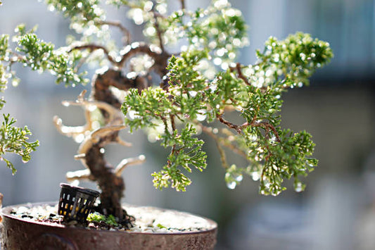 Autumn Update: Caring for your Bonsai