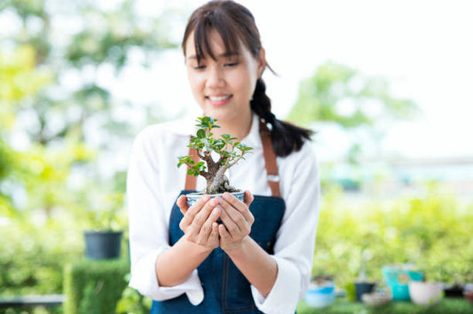 A Beginner’s Guide to Bonsai in New Zealand: From Store to First Year