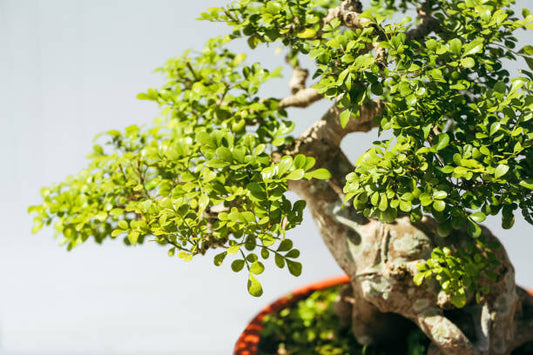 Caring for Your Bonsai on Hot Days in New Zealand