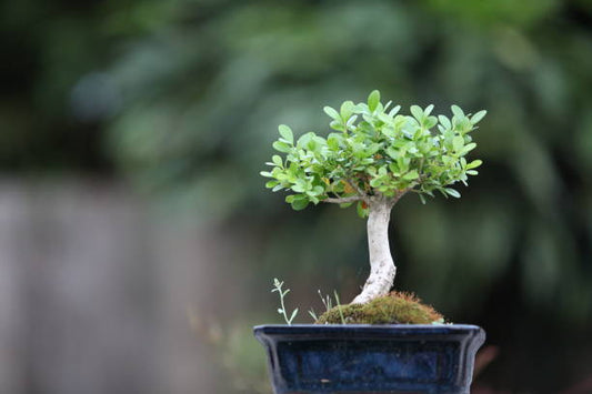Bonsai Care in Spring: Helping Your Tree Thrive in New Zealand