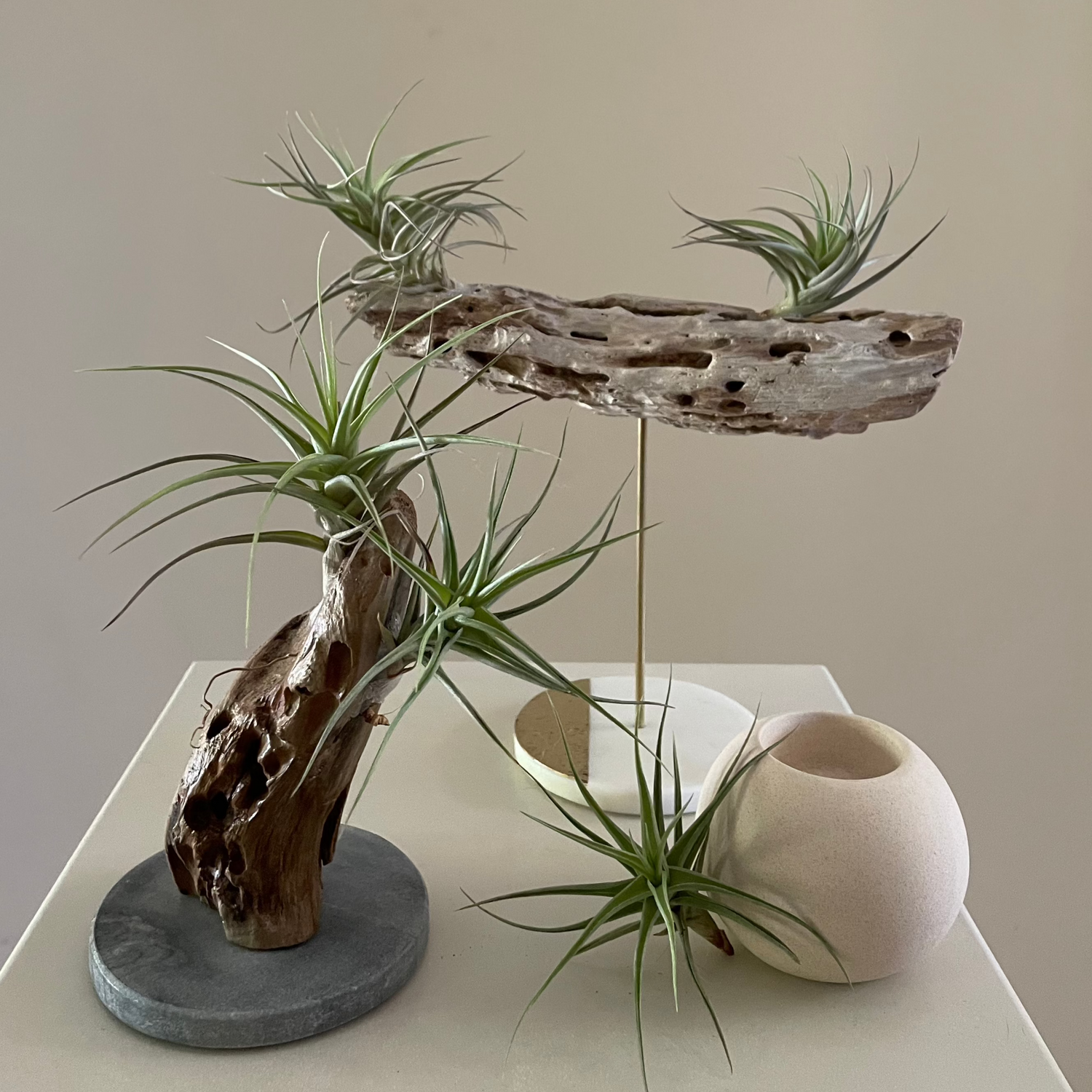 Air Plants