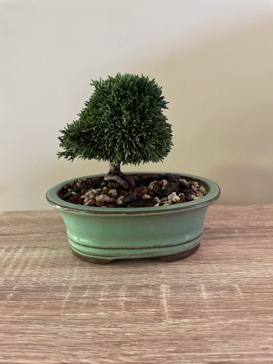Lawson Cypress Bonsai 2