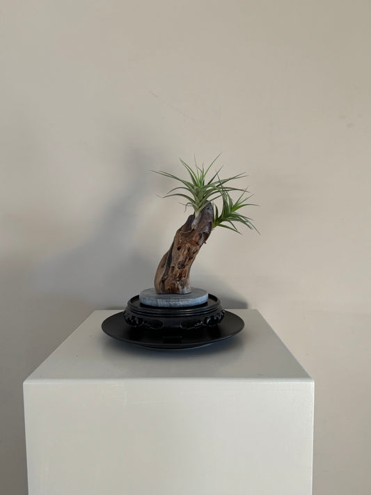 Driftwood & 2 Air Plants 4