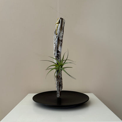 Driftwood & Air Plant 11