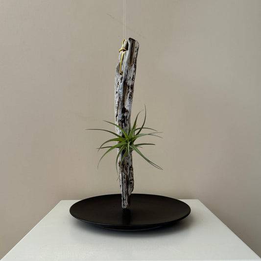 Driftwood & Air Plant 11